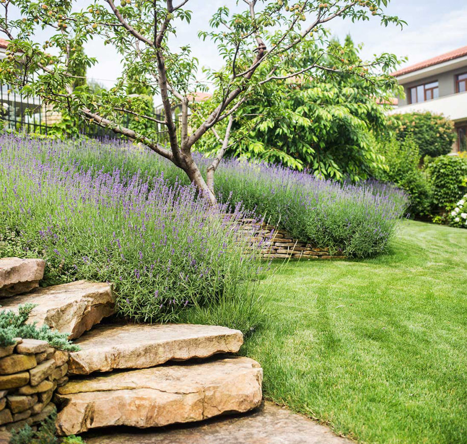 REGELMÄSSIGE GARTENPFLEGE